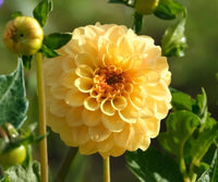 Yellow Heaven Dahlia