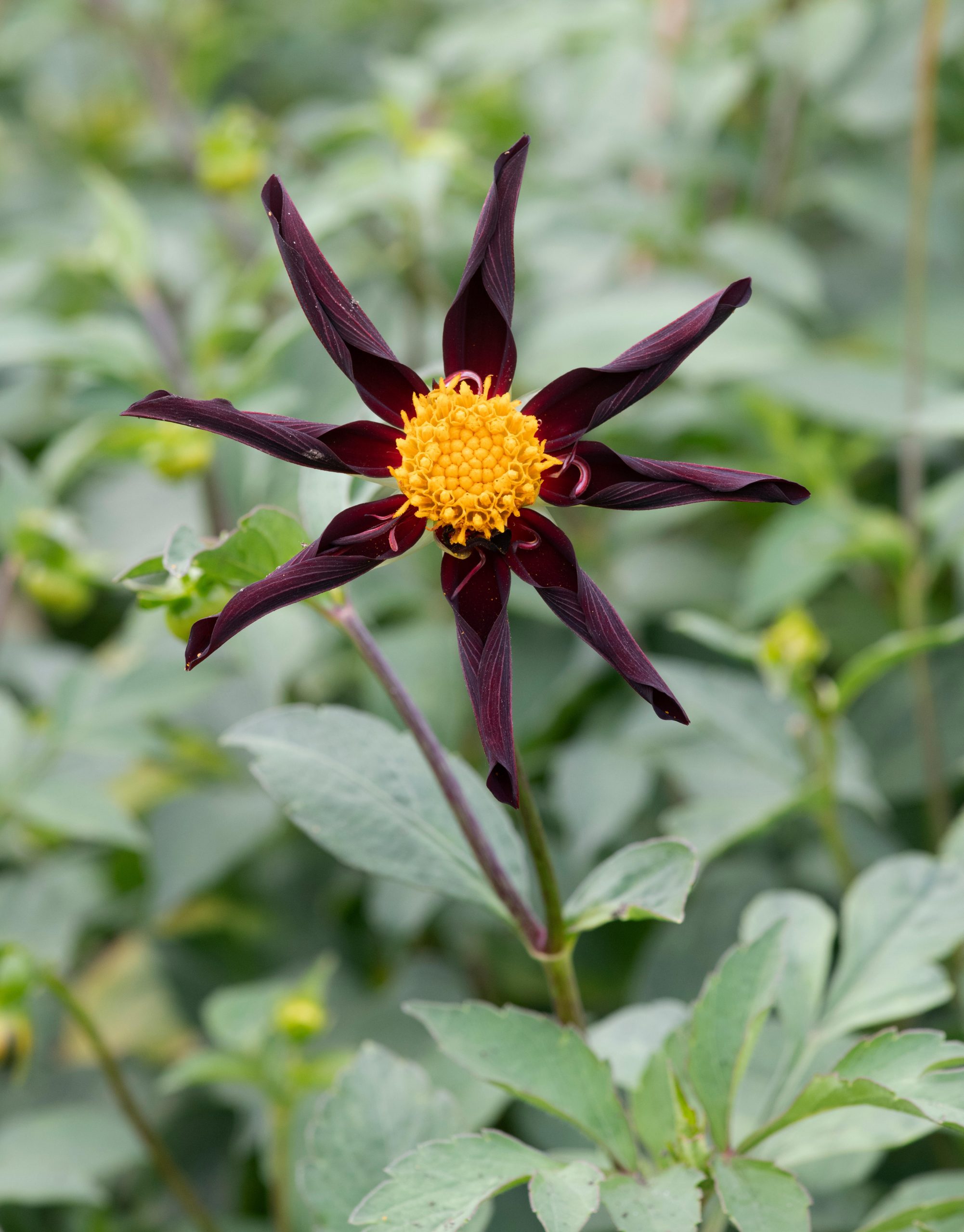 Verrone's Obsidian Dahlia