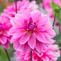 Onesta Dahlia