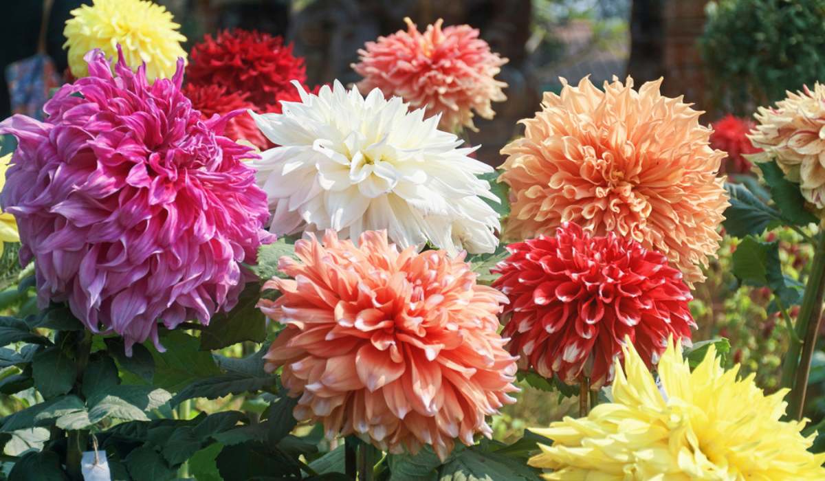 Dahlia Mix Color Bulb