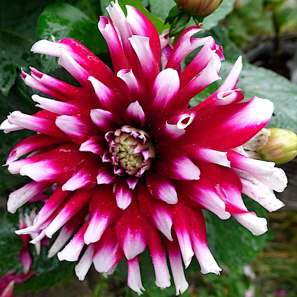 Verdi Dahlia