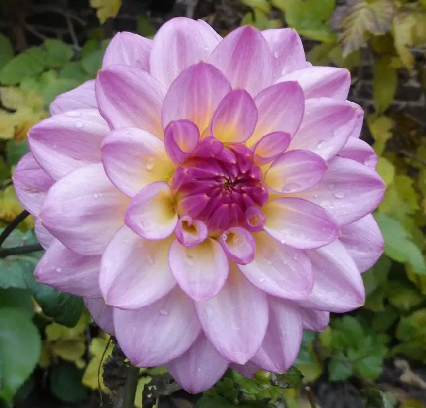 Zingaro Dahlia