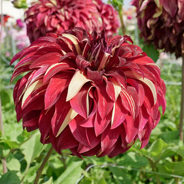 Bohemian Spartacus Dahlia