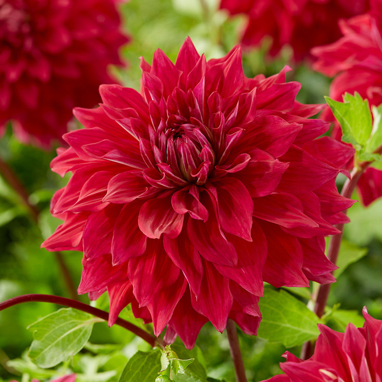 Babylon Red Dahlia