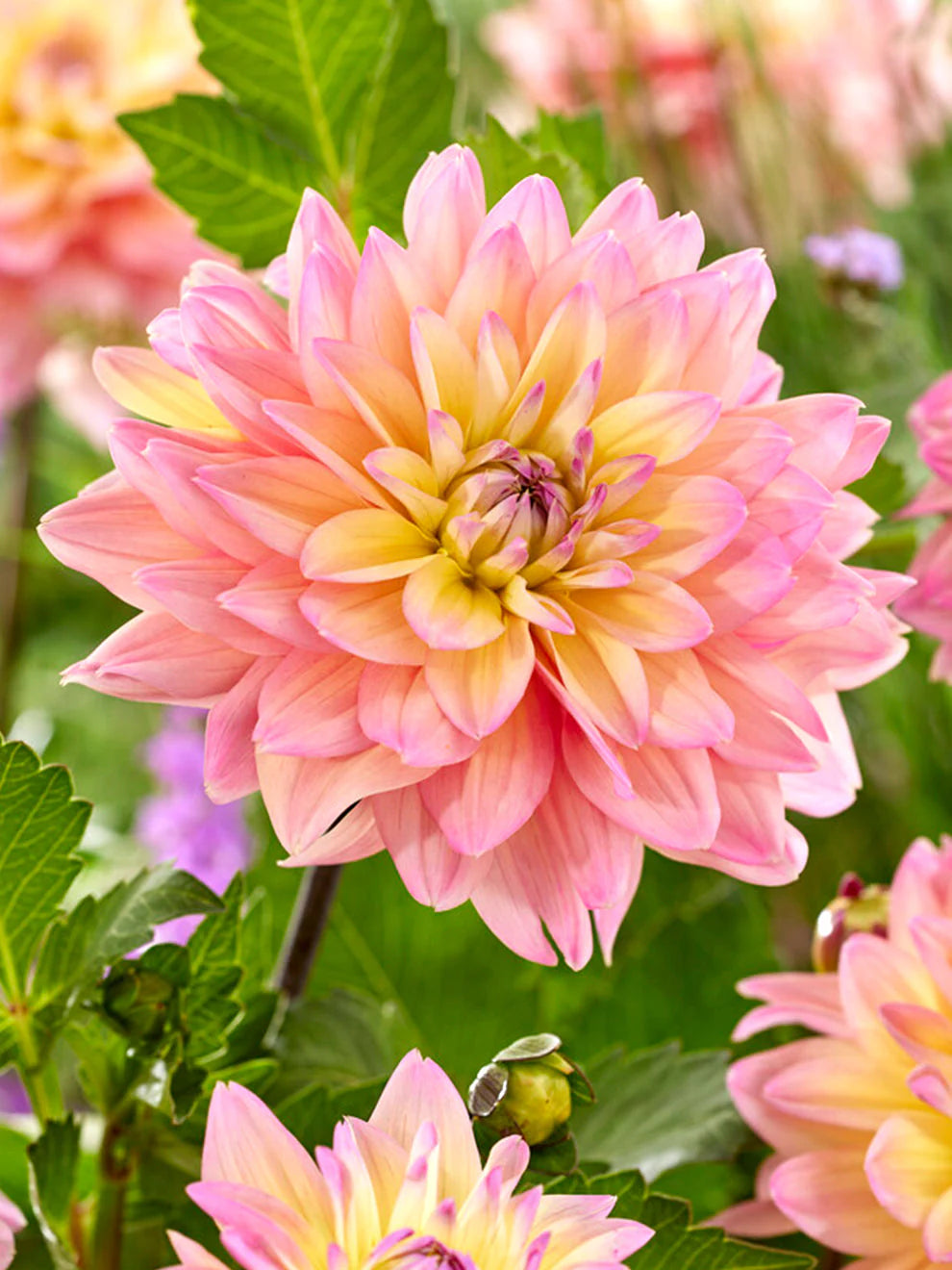 Tom Pouce Dahlia