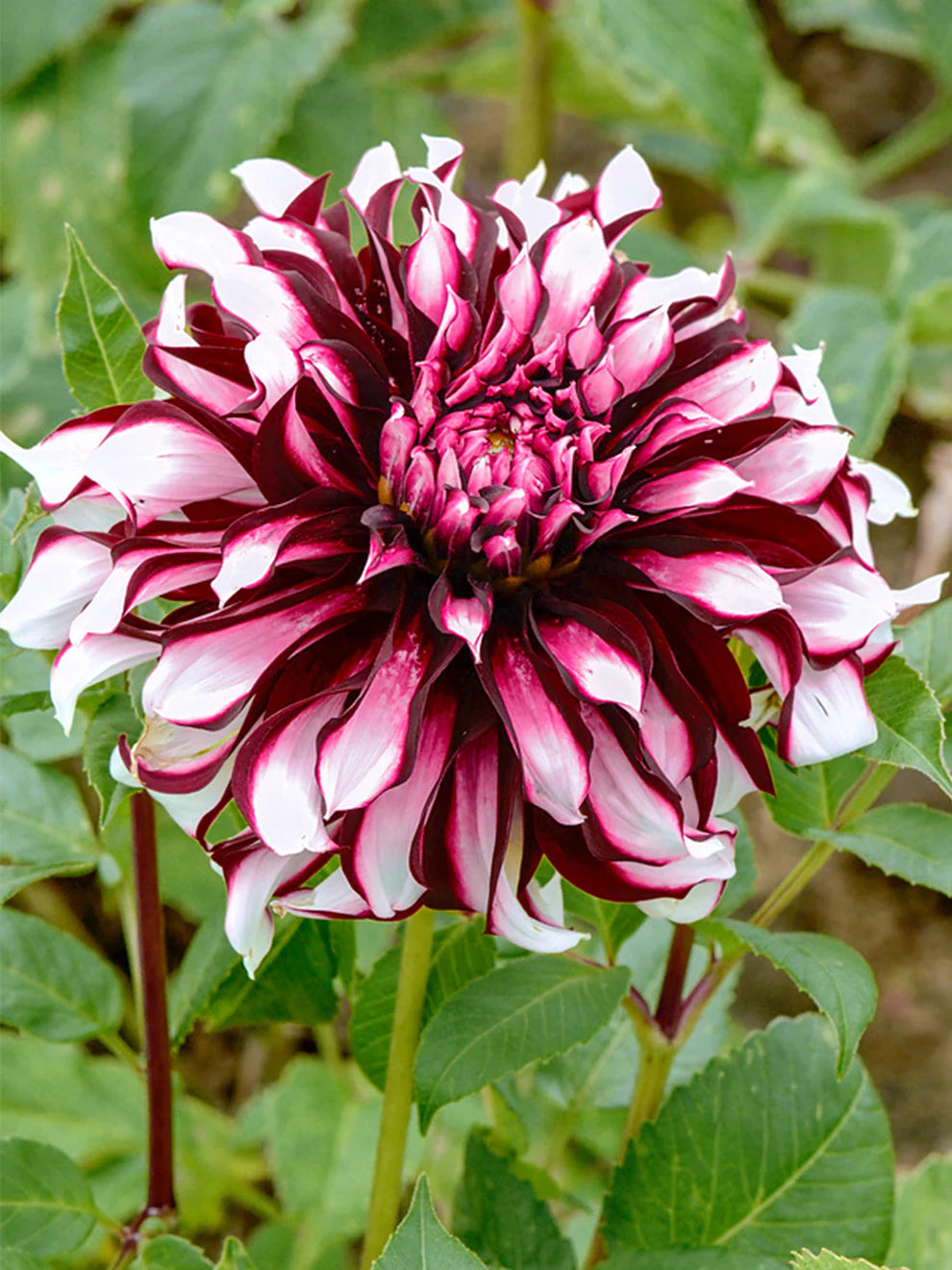 Tartan Dahlia