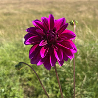 Thomas Edison Dahlia