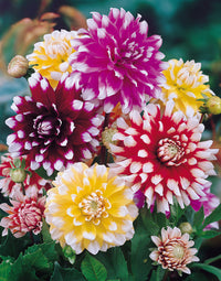 Bicolour Dinnerplate Dahlia Mixture