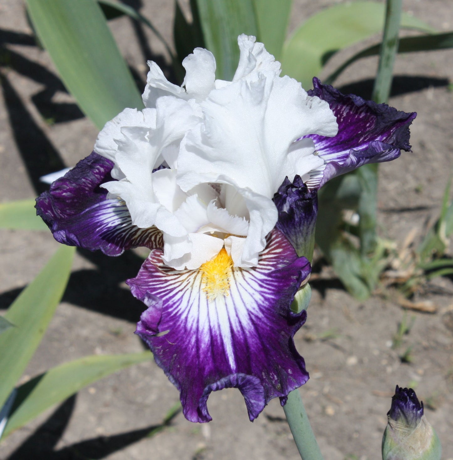 Tillamook Bay Reblooming Bearded Iris Seeds