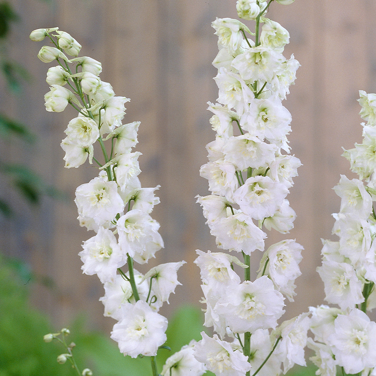 Magic Fountains Pure White – Delphinium Seed