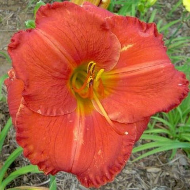 Desert Flame Reblooming Daylily