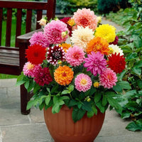 Dahlia Mix Color Bulb