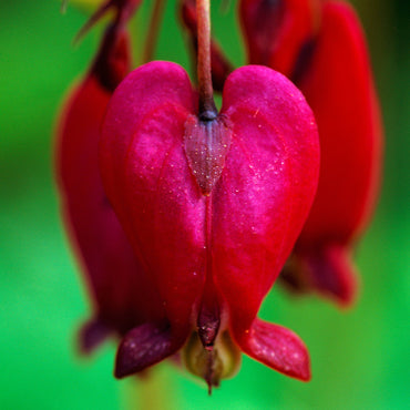 Bacchanal Bleeding Heart