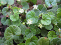 Dichondra