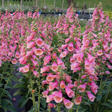 Arctic Fox Rose Foxglove