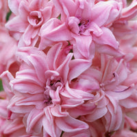 Rosette Double Pink Bulb