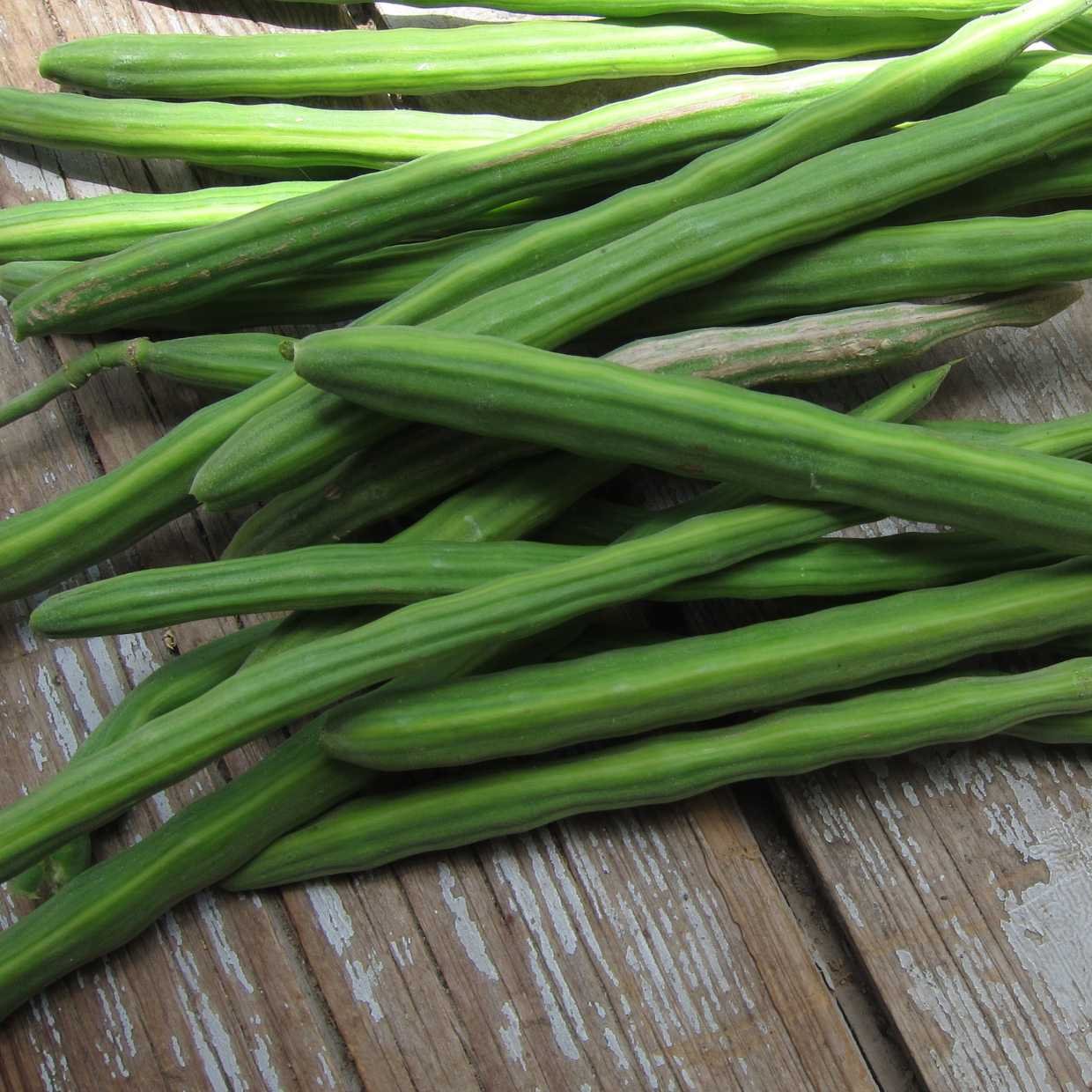 Drumstick, Moringa - Seeds