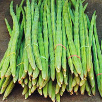 Drumstick, Moringa - Seeds