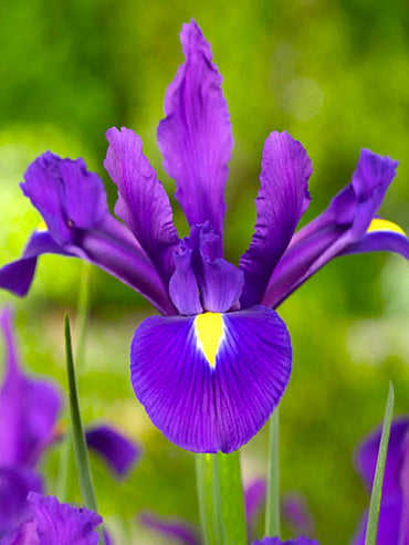 Iris Bulbs