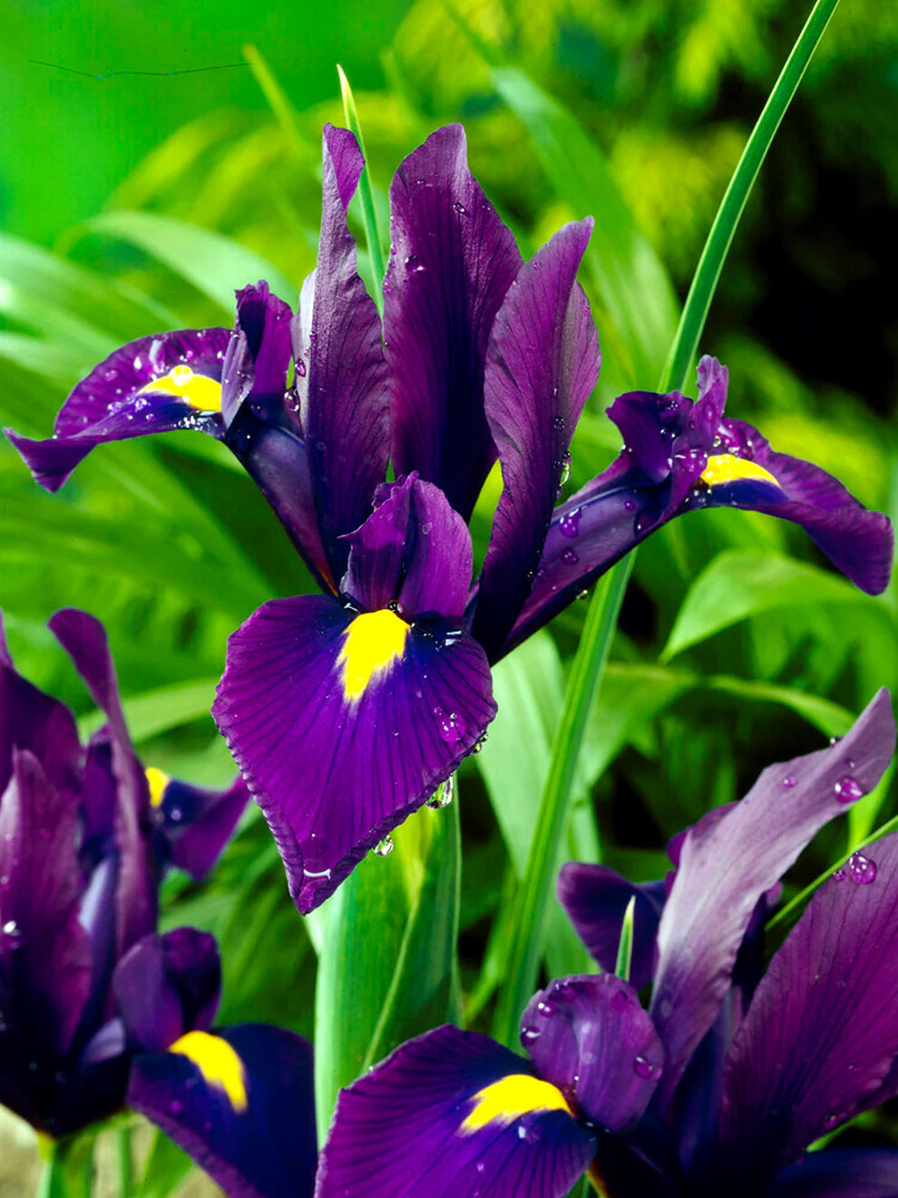 Purple Iris Bulbs