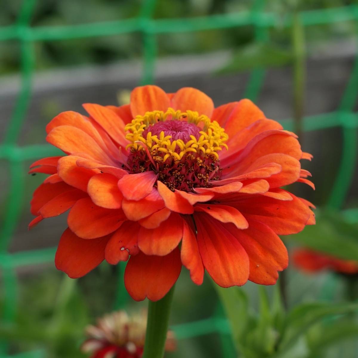 Zinnia- Oriole