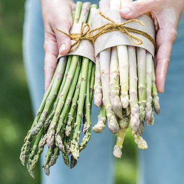 Asparagus- Argenteuil