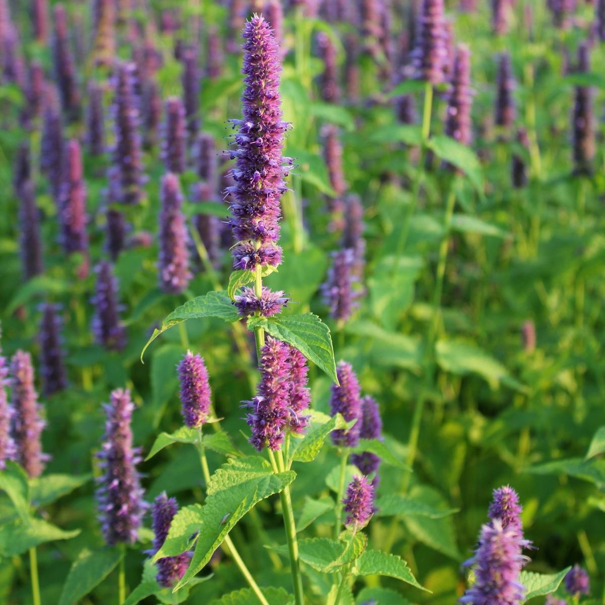 Anise Hyssop