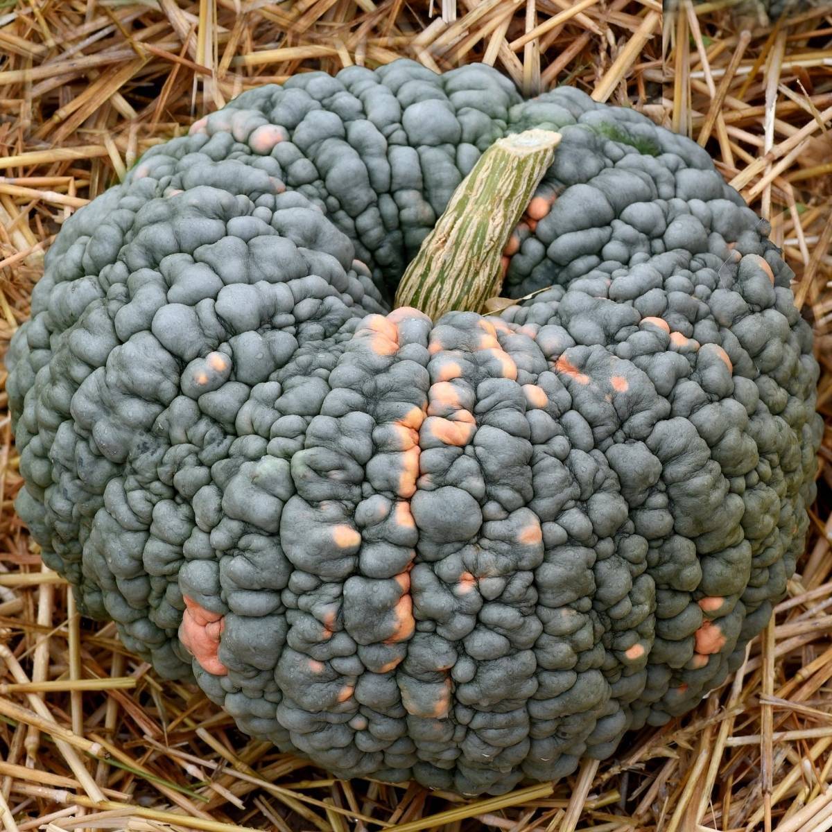 Pumpkin- Marina Di Chioggia