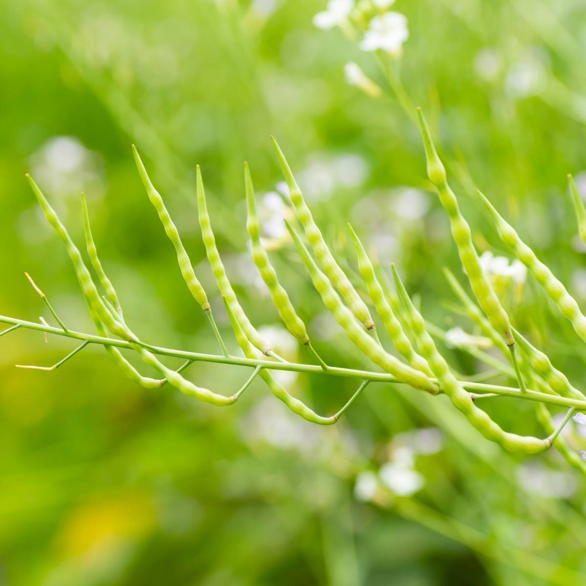 Rat-Tailed Radish