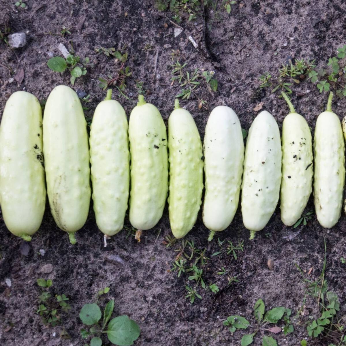 Cucumber- White Wonder