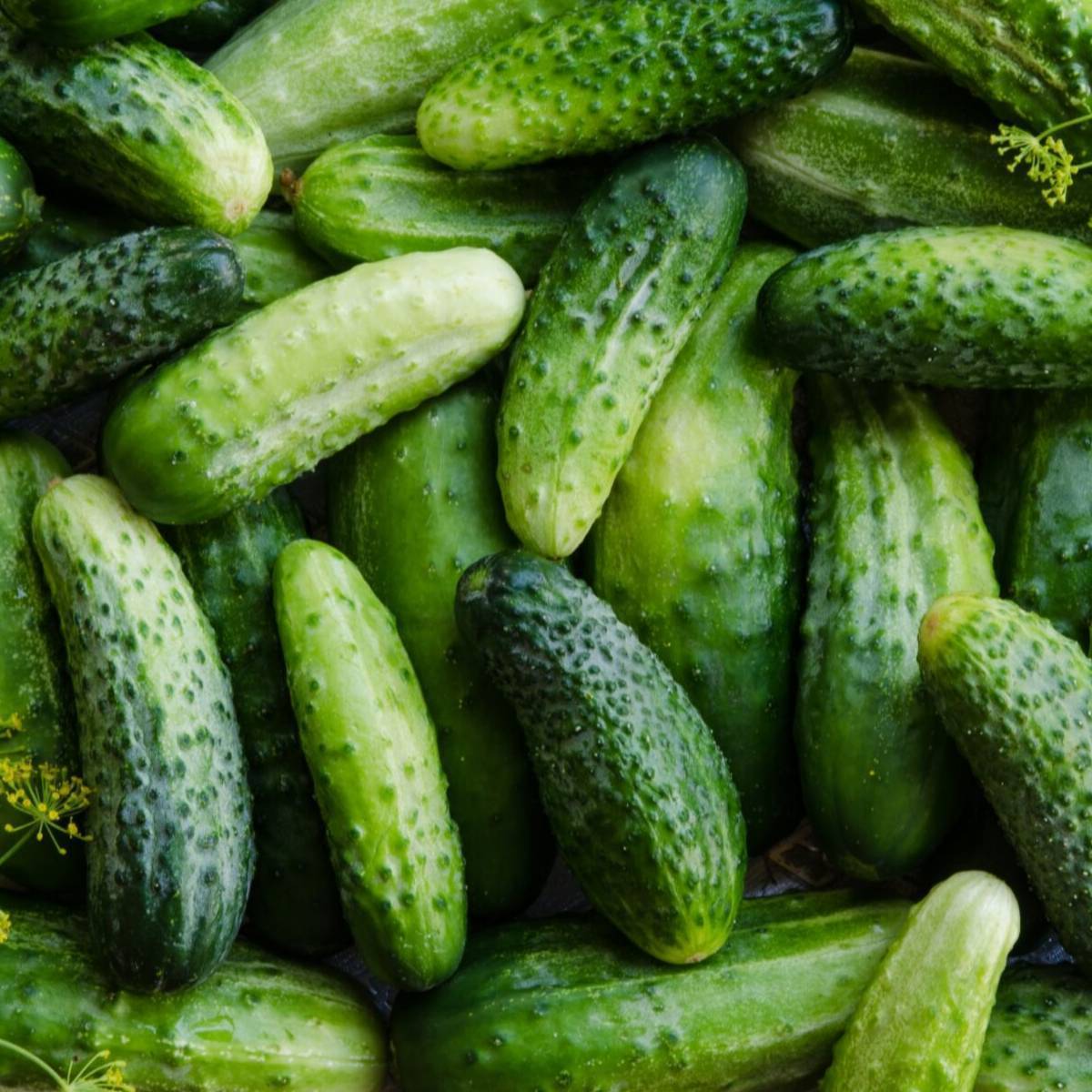 Cucumber- Boston Pickling