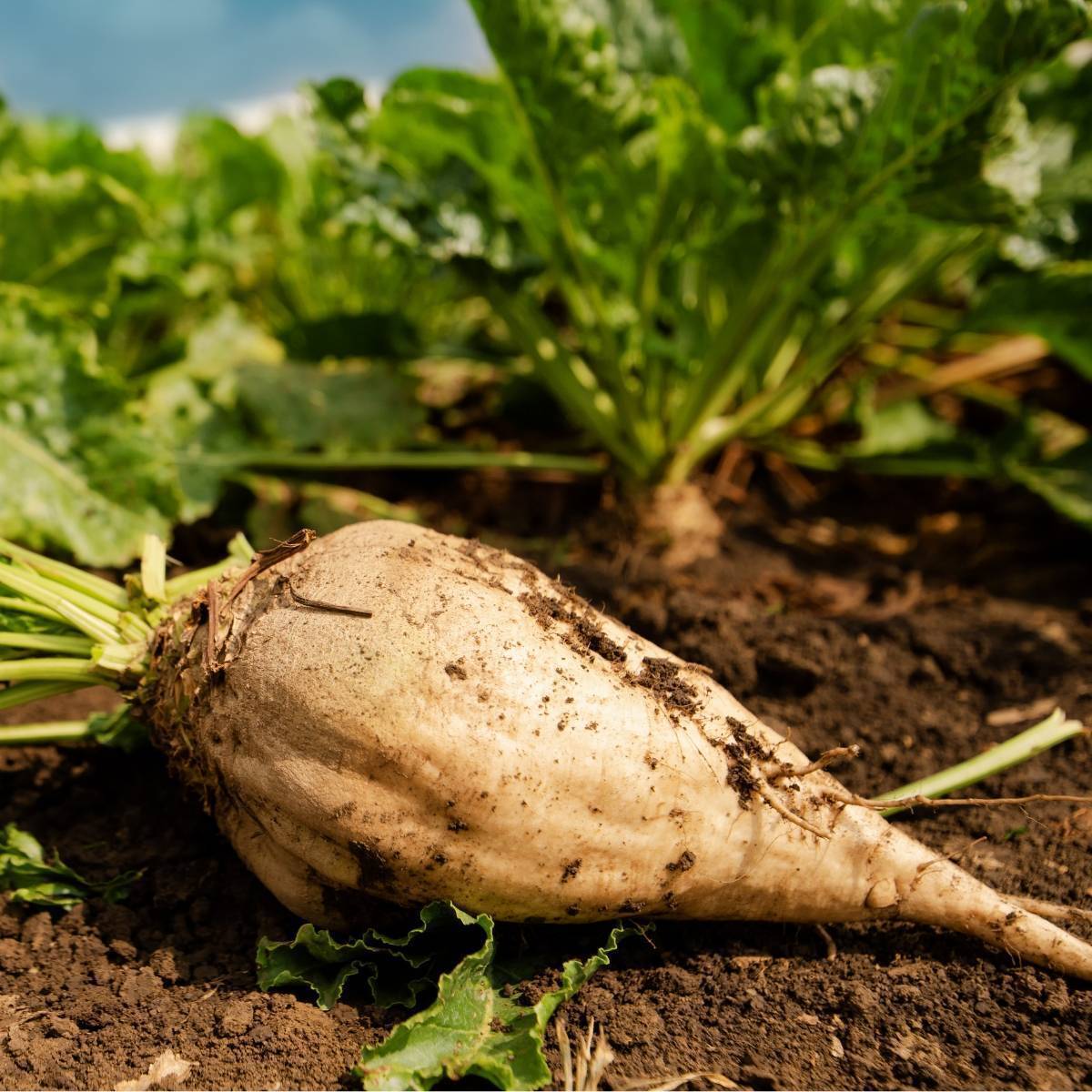 Sugar Beet