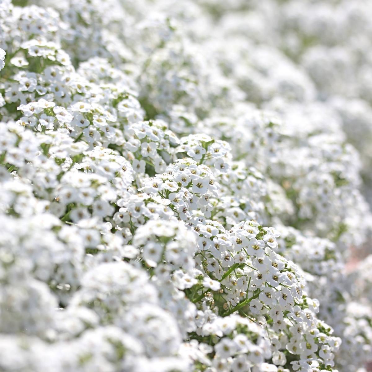 Alyssum- Snow Cloth