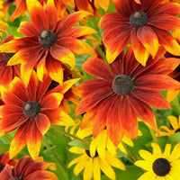 Black Eyed Susan- Rustic Dwarf Mixed