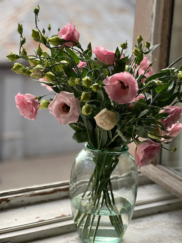 Arena III Baby Pink – Lisianthus Seed