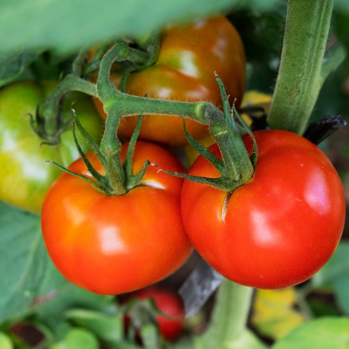 Tomato- Tatura Dwarf