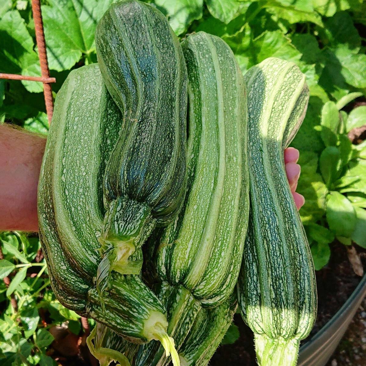 Zucchini- Costata Romanesco