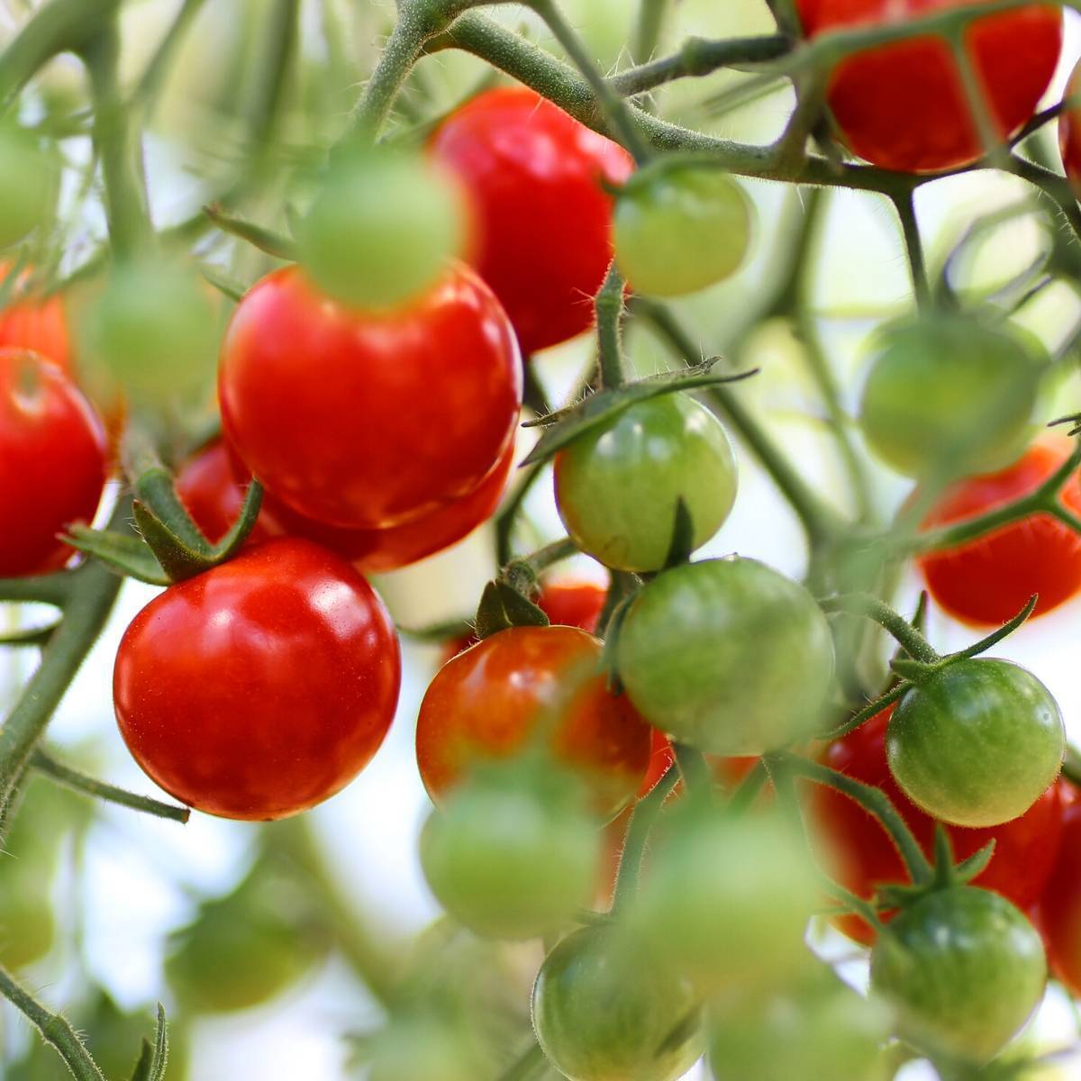 Tomato- Totem