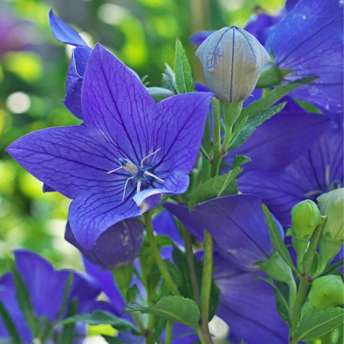 Balloon Flower- Tall Blue