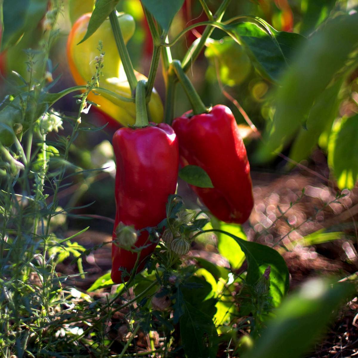 Capsicum- Bull Horn Red