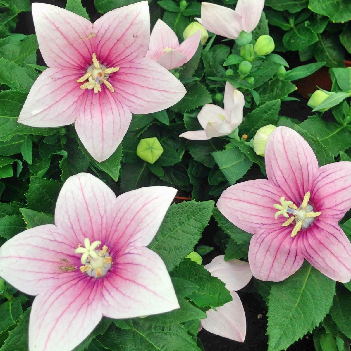 Balloon Flower- Tall Rose