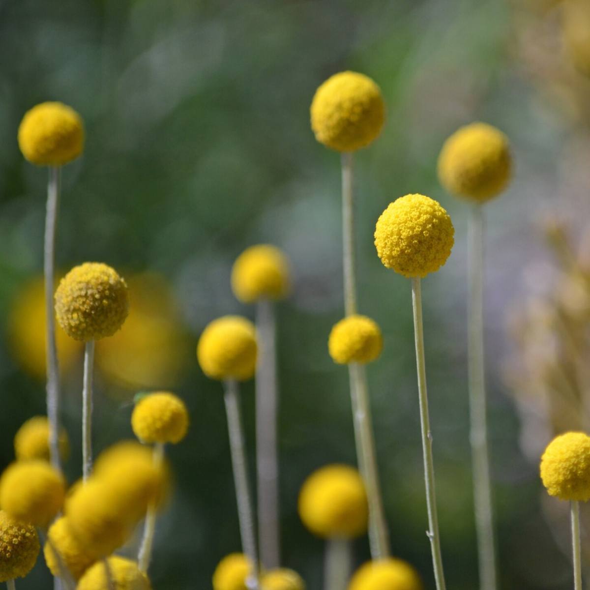 Billy Buttons