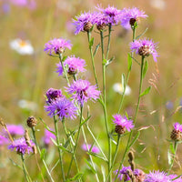 American Basket Flower- Rosy Lilac