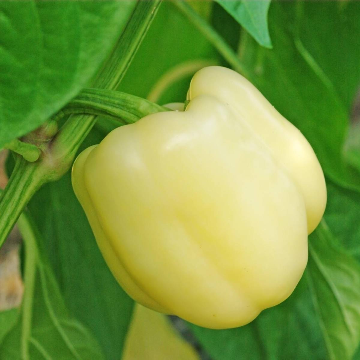 Capsicum- White Bell