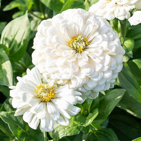 Zinnia- Polar Bear