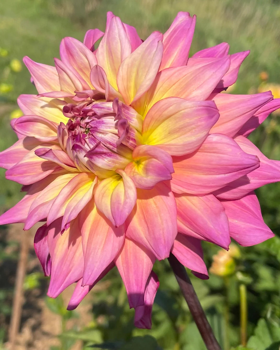 Bahama Mama Dahlia