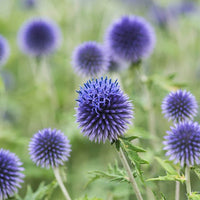 Blue Glow Globe Thistle