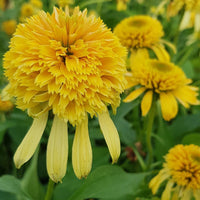 Lemon Drop Coneflower