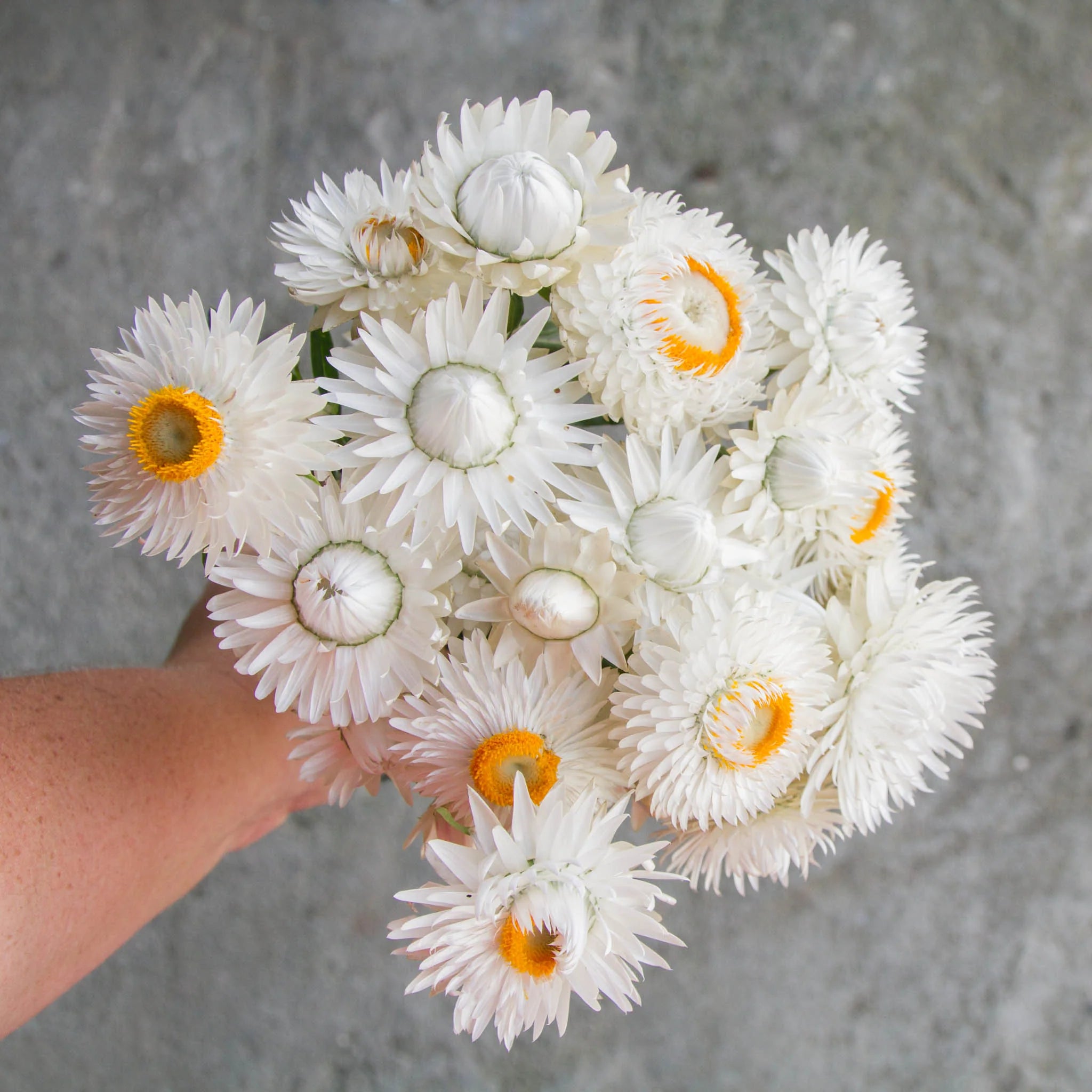 Vintage White – Strawflower Seed