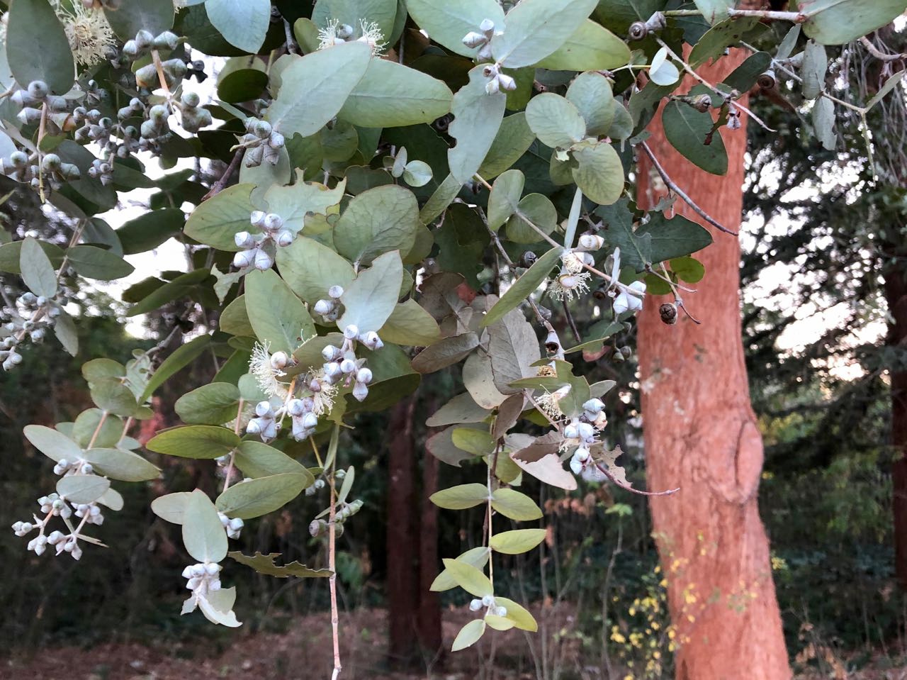 Eucalyptus- Argyle Apple